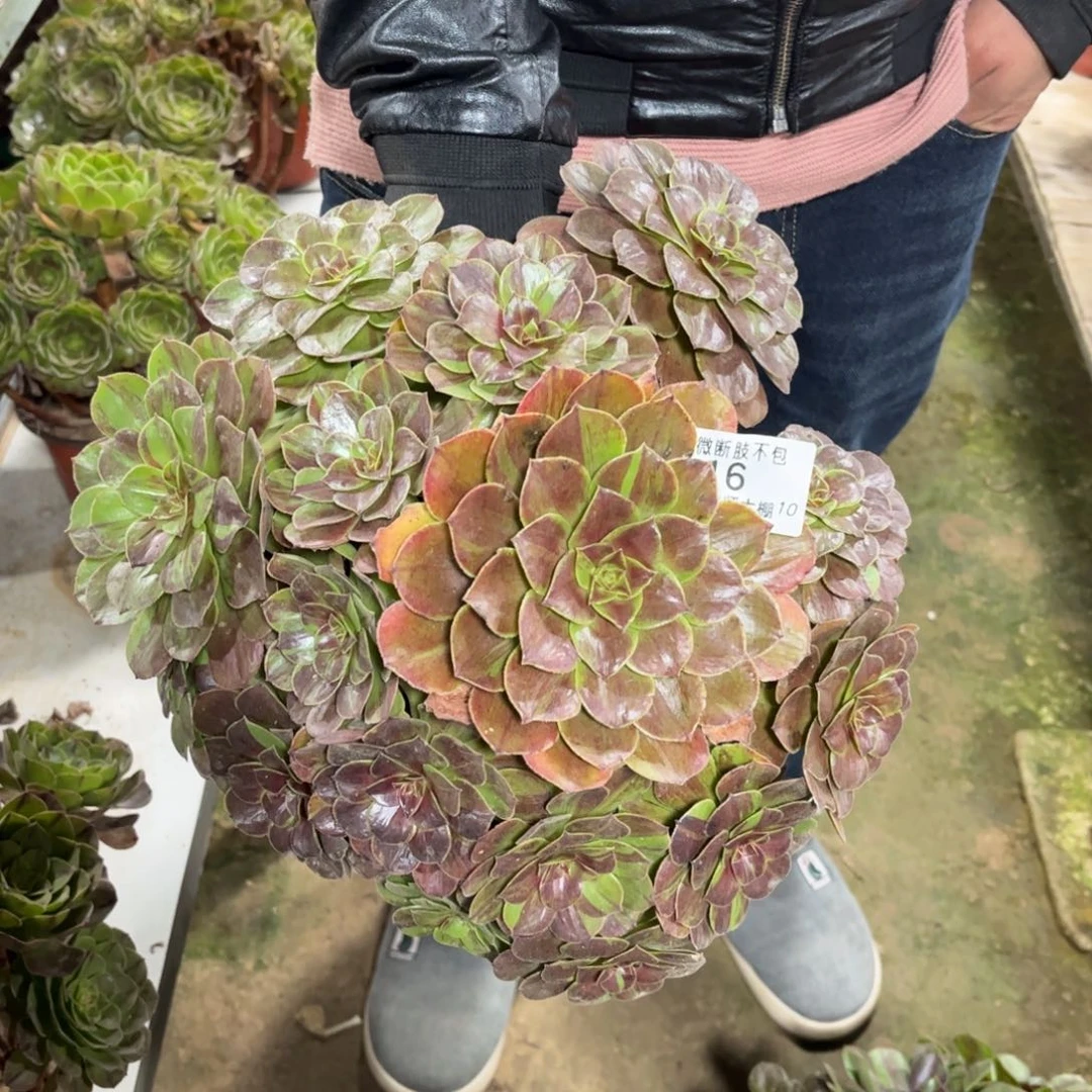 16花月夜多肉植物