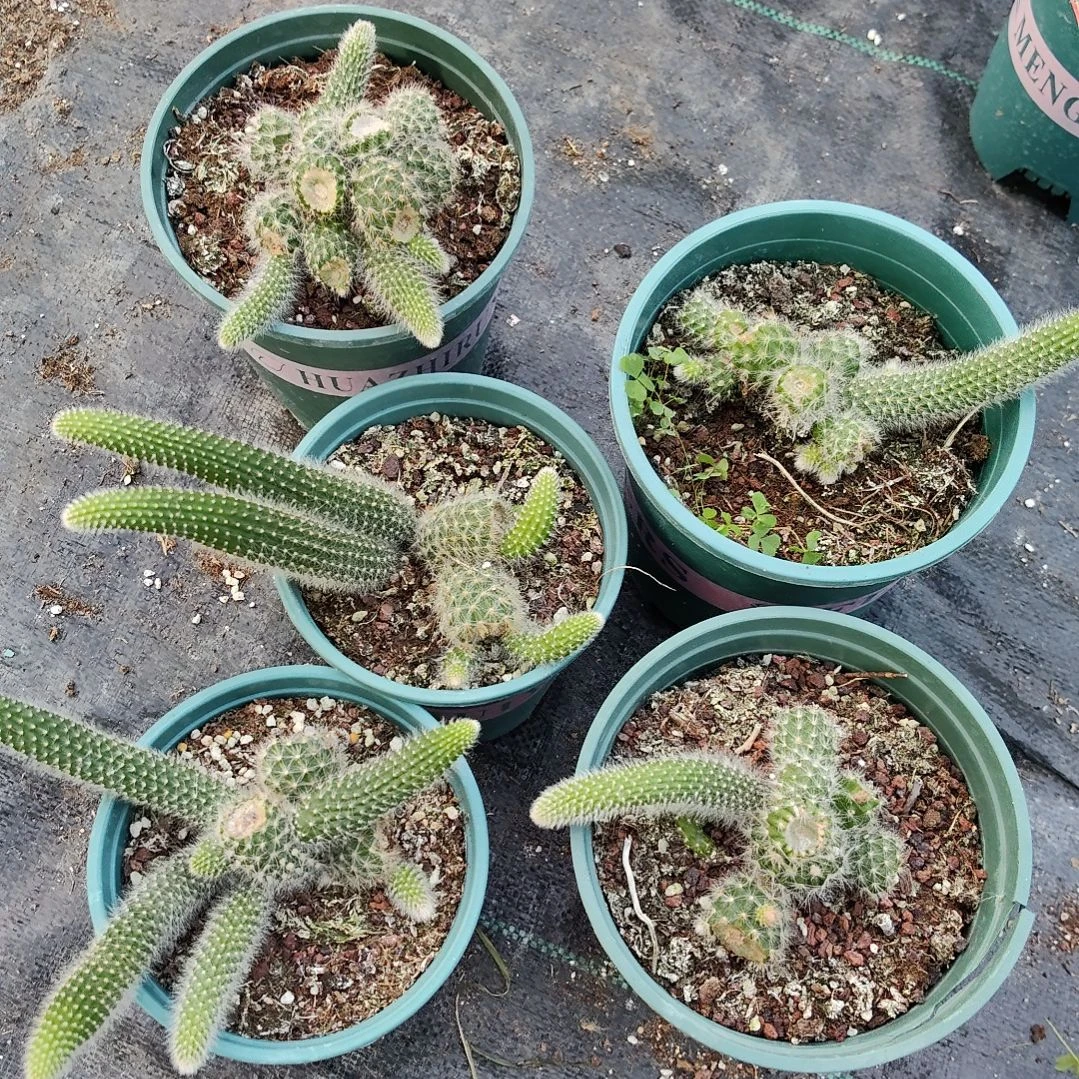 如***?九尾狐墩子一个，随单