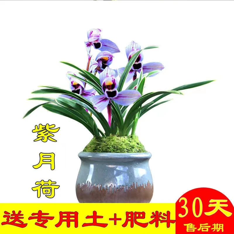 浓香型盆栽金边兰花苗紫月荷兰花四季开花浓香型室内绿植物拍5发6