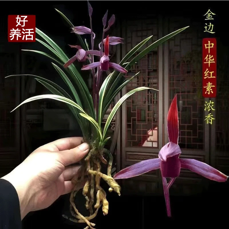 名贵兰花盆栽植物室内金边浓香好养庭院客厅中华红素名贵兰花苗