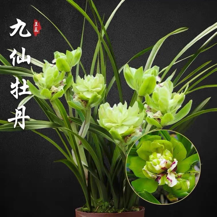 春兰老品种 浓香型《九仙牡丹》