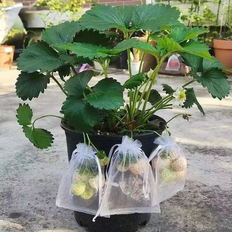 原土育苗钵栽草莓苗批发室内草莓秧苗南北方阳台四季结果家庭种植