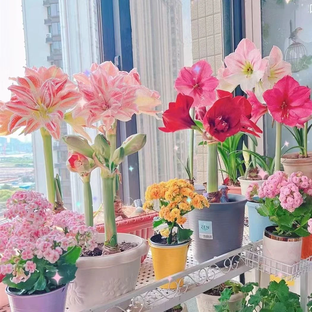 一个月开花朱顶红种球大花浓香好养活室内盆栽四季开花植物大球