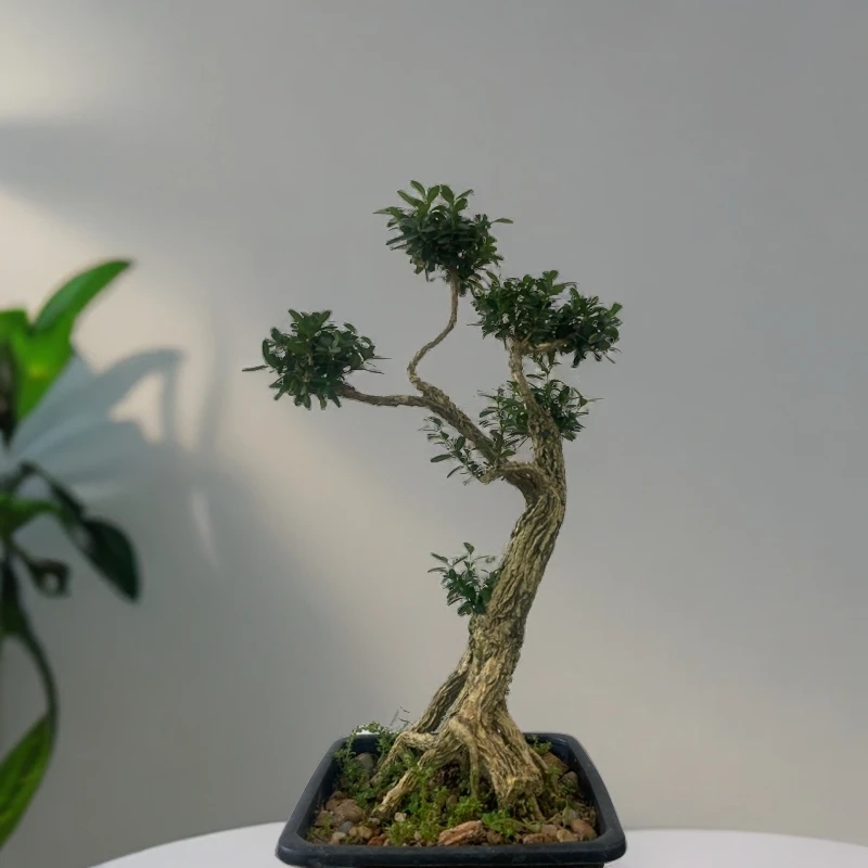 (一物一拍)黄杨盆景素材,雀舌素材,龙鳞黑珍珠黄杨素材