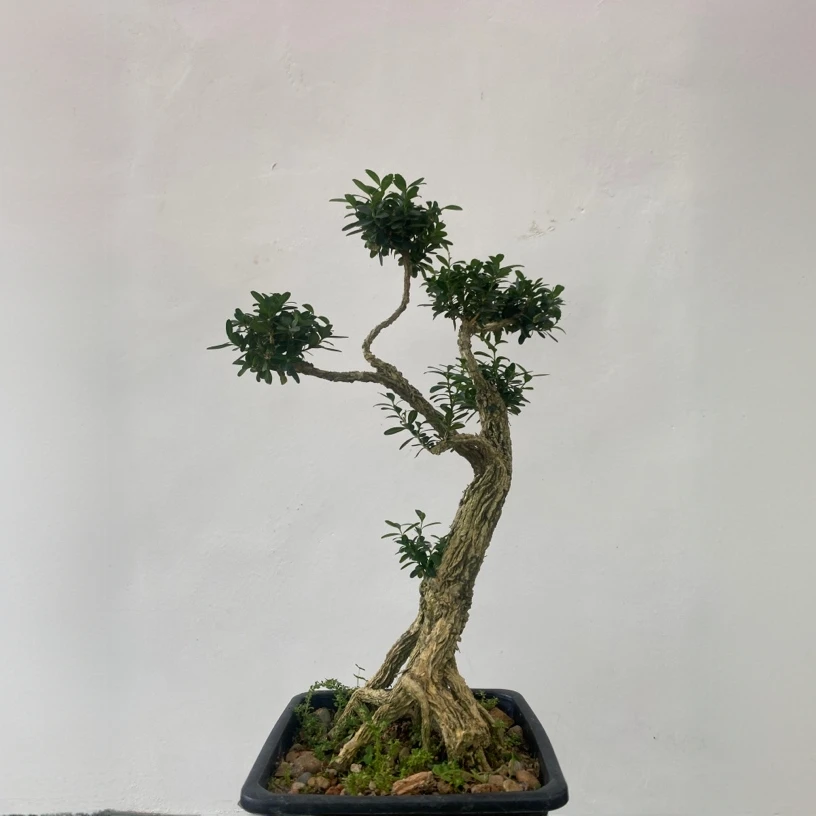 （一物一拍）黄杨盆景素材，雀舌素材，龙鳞黑珍珠黄杨素材室内黄杨树