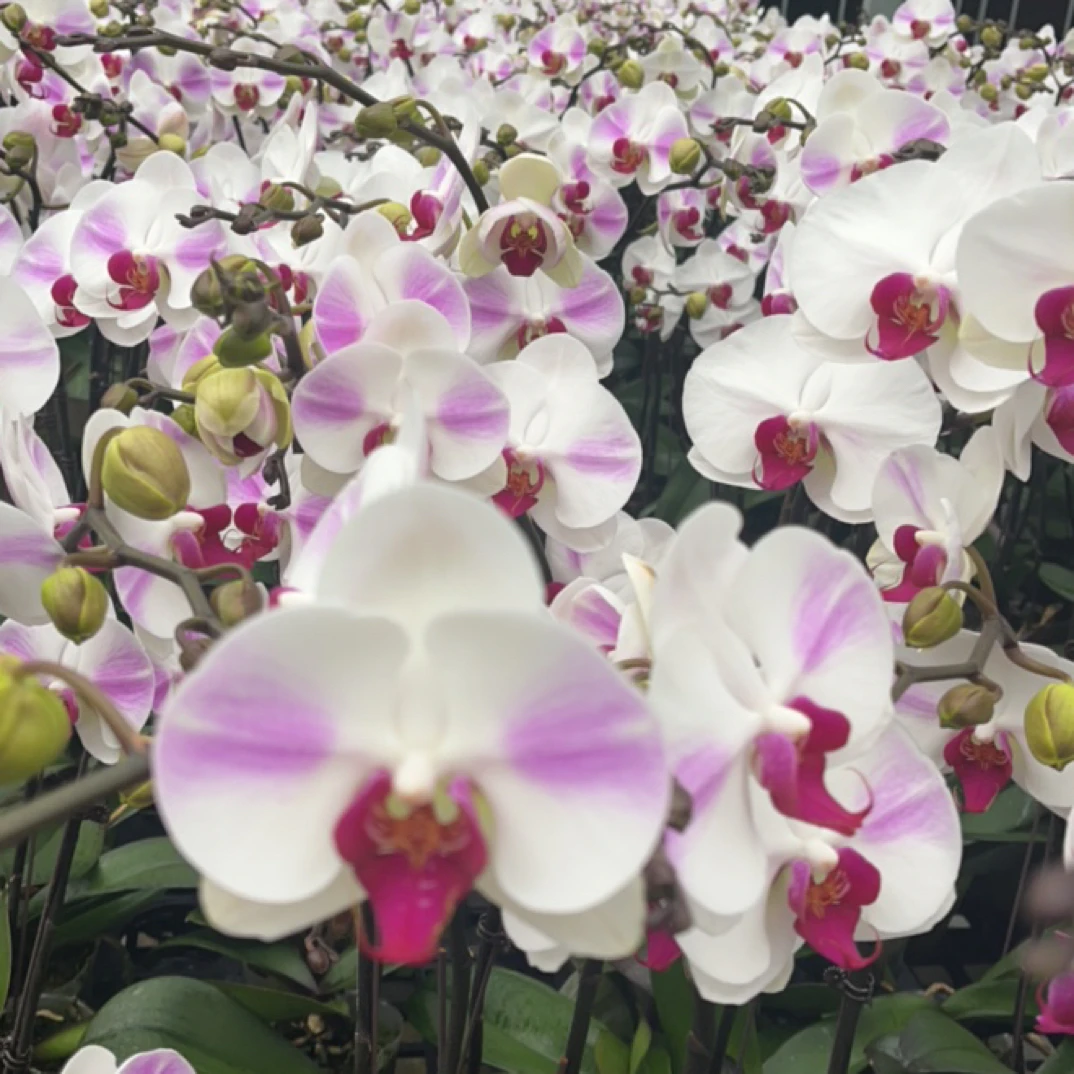 网红蝴蝶兰绿植花卉基地直发