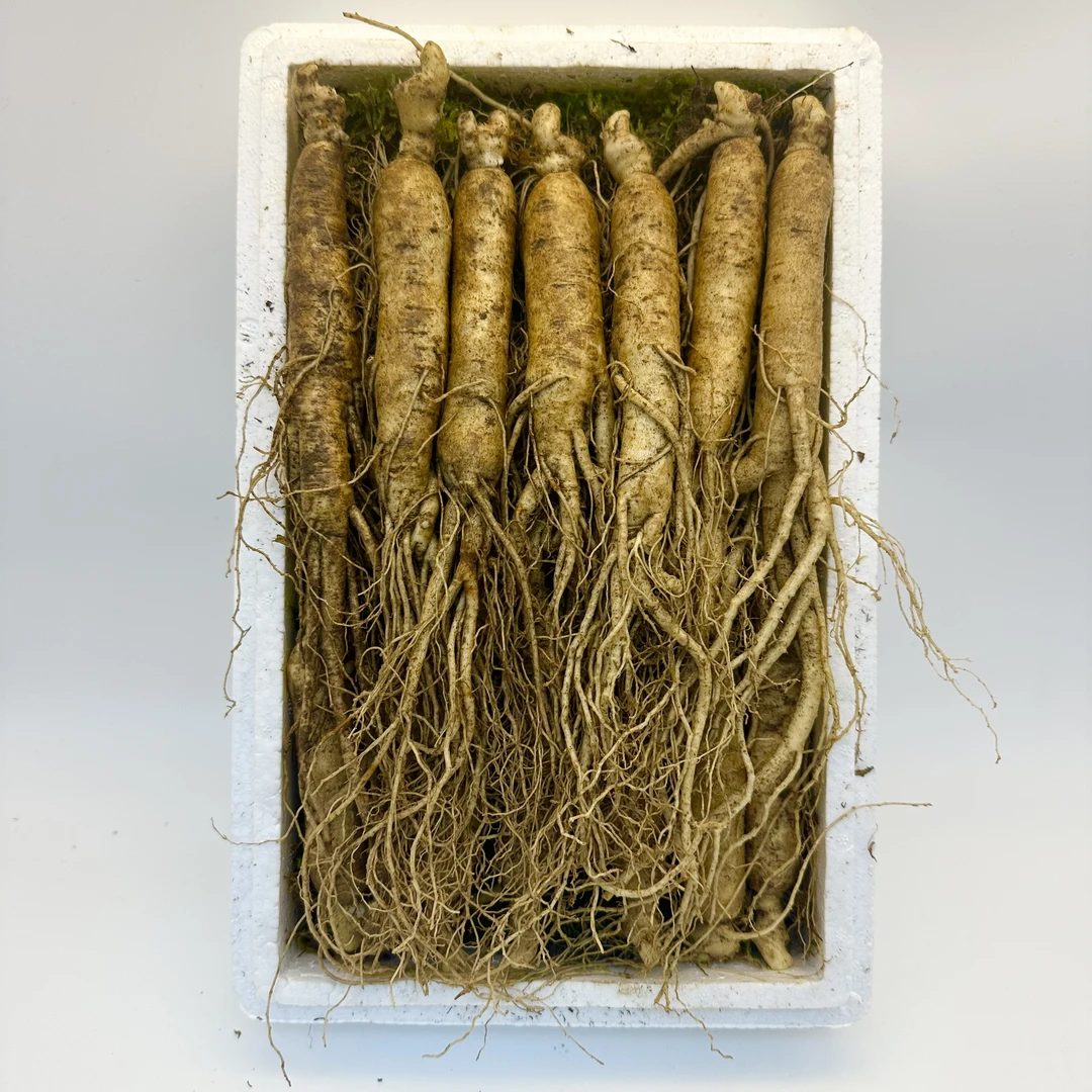 【长白山新鲜人参】500克13-15支装