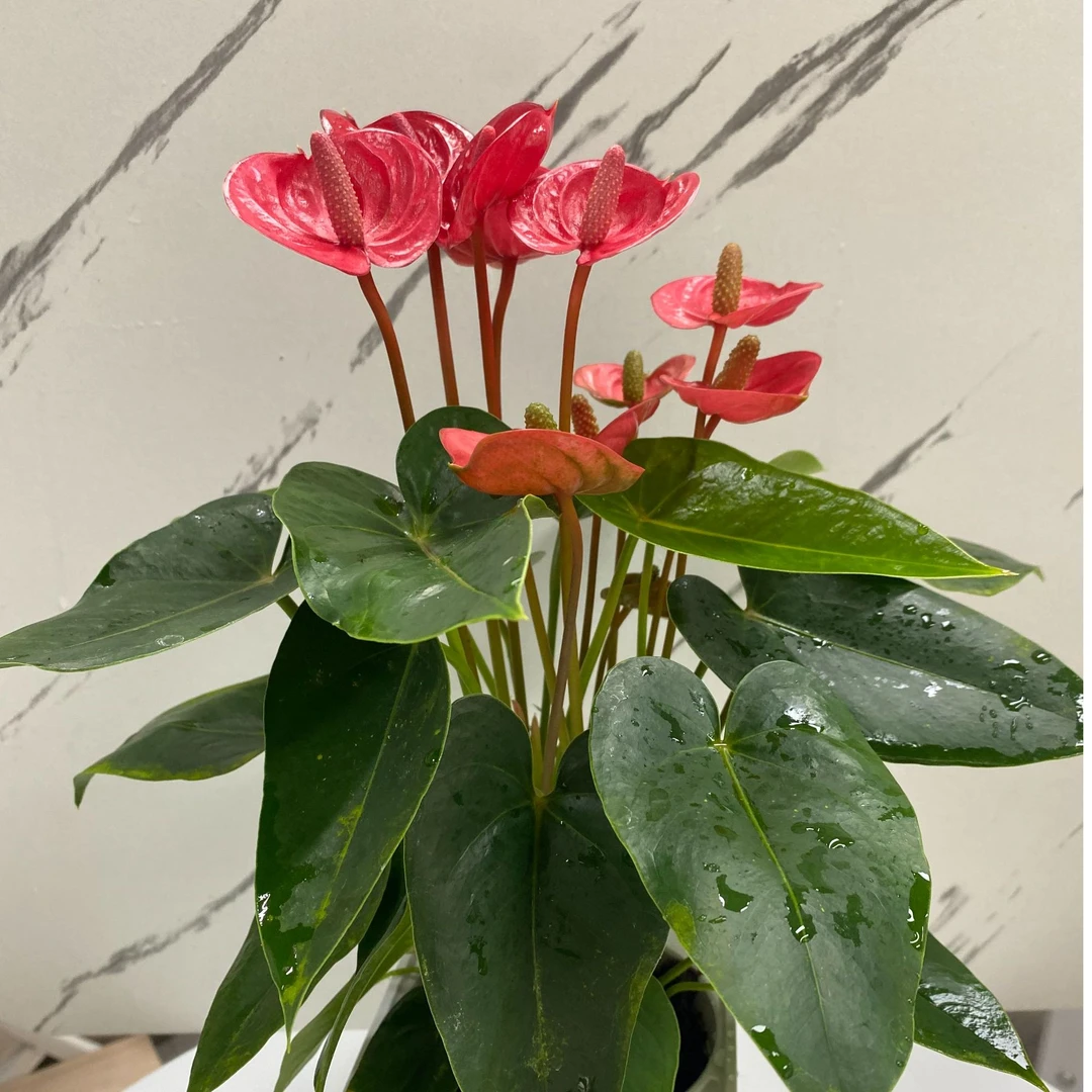 【红掌-小娇福气】8朵红掌圆瓣花花多花期长室内懒人养年宵花团圆花