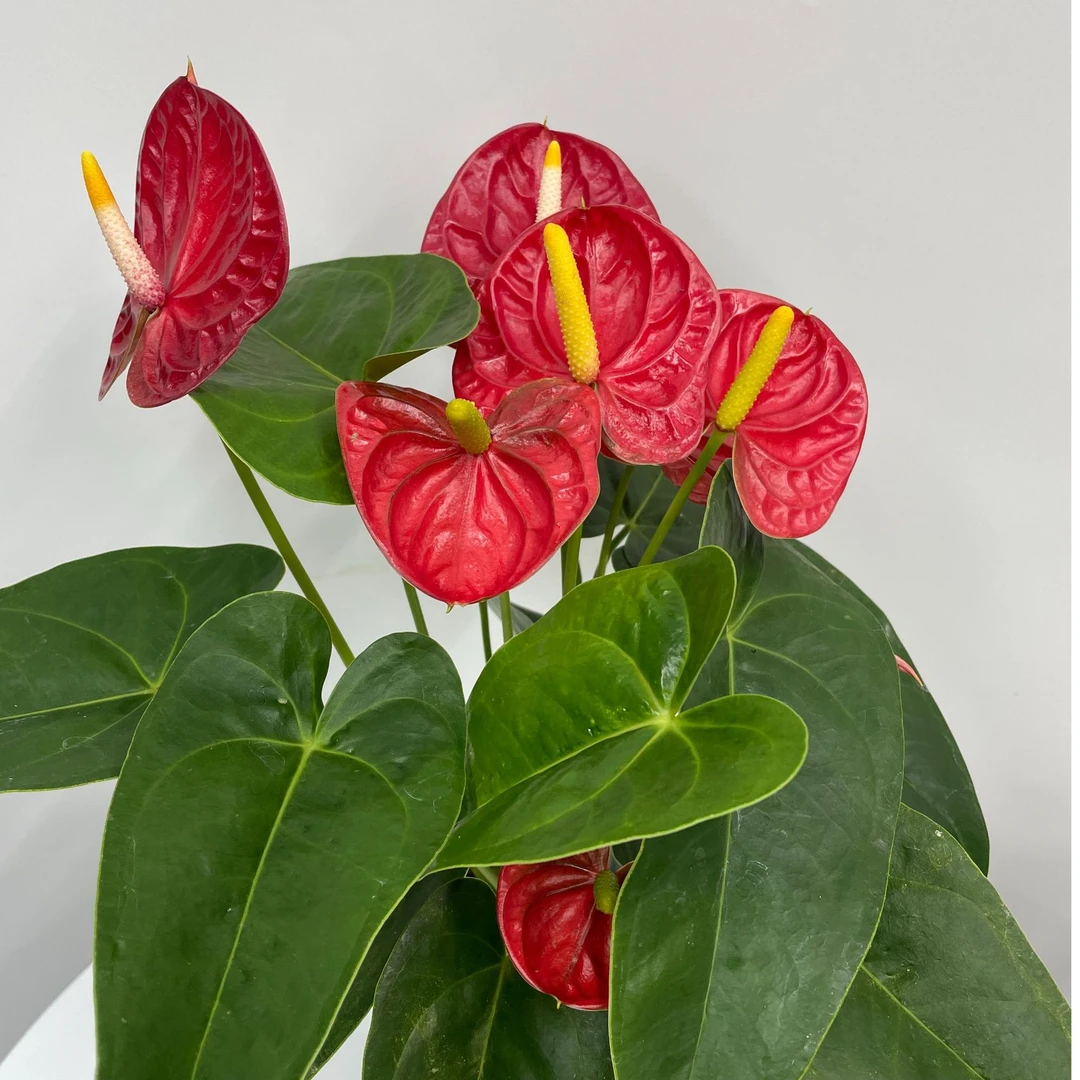 【红掌年宵花-中大花型瓦莱拉】保温打包5-7花不易褪色室内水培土培