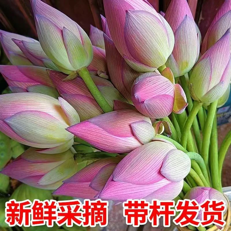 顺丰新鲜荷花现摘的花骨朵水培鲜花粉色莲蓬花供庙花店