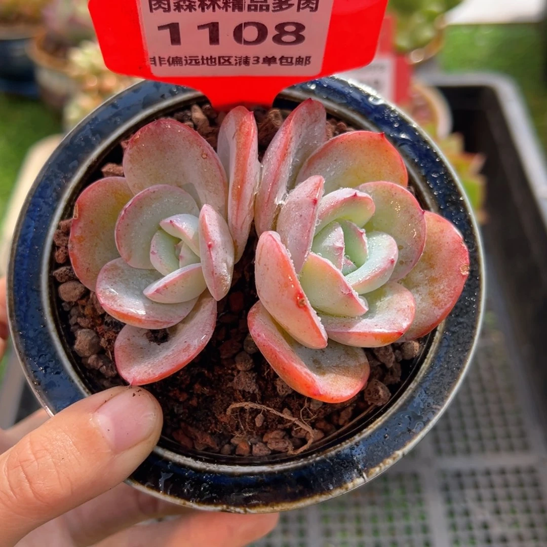 肉森林精品多肉1108.