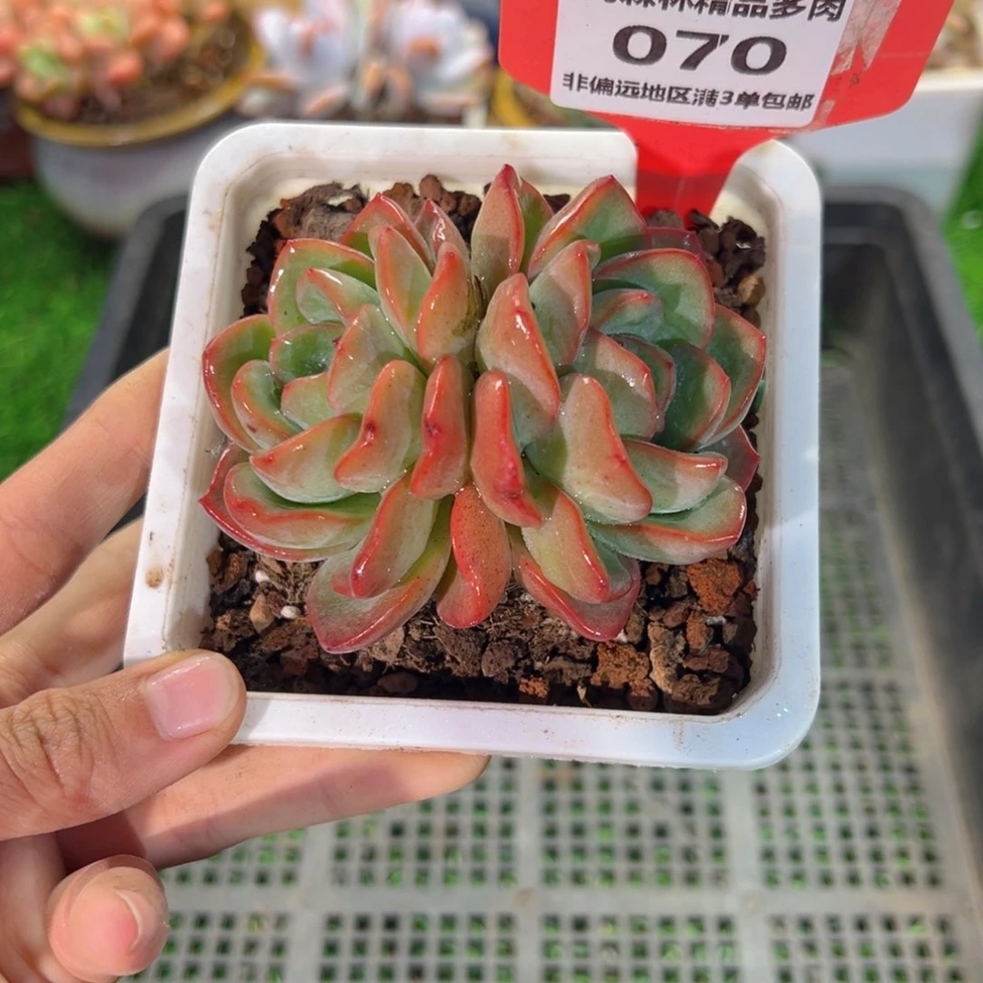 肉森林精品多肉070.