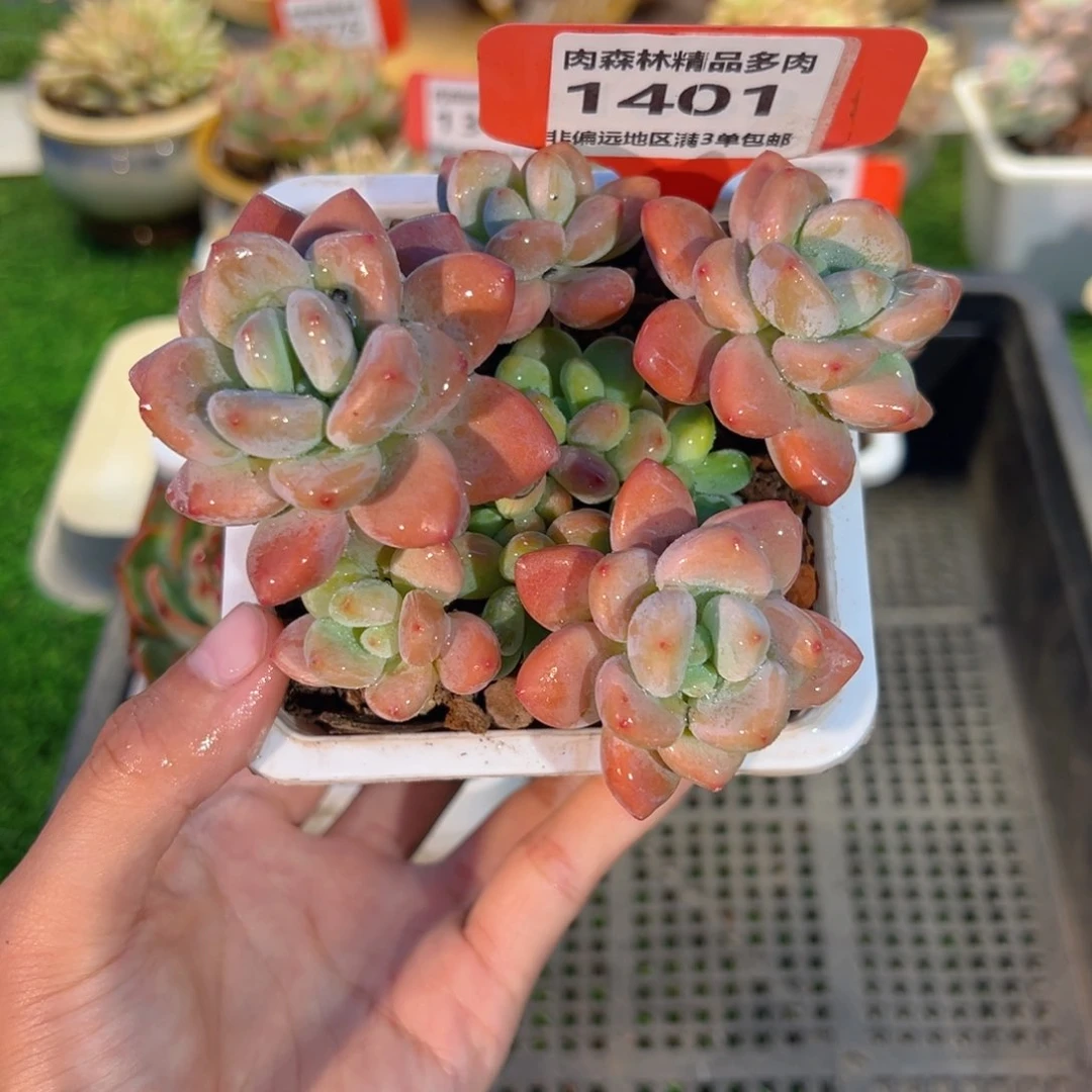 肉森林精品多肉1401.