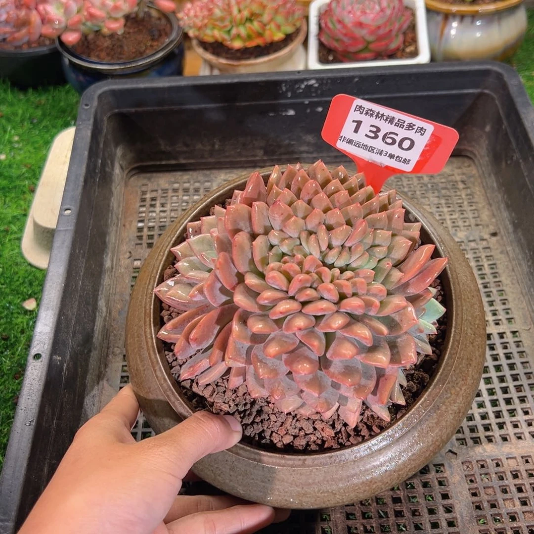 肉森林精品多肉1360.