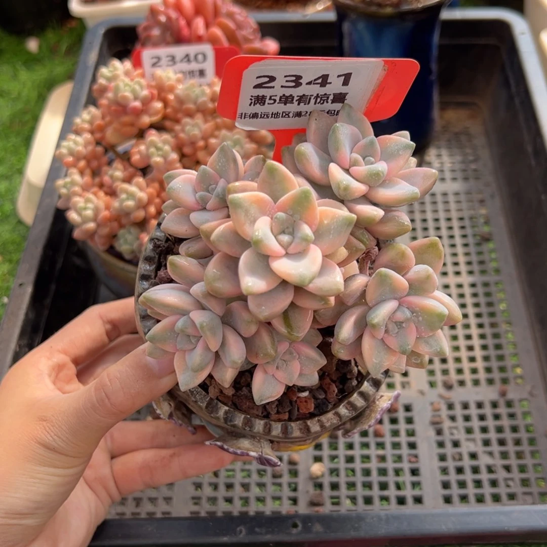 肉森林精品多肉2341.