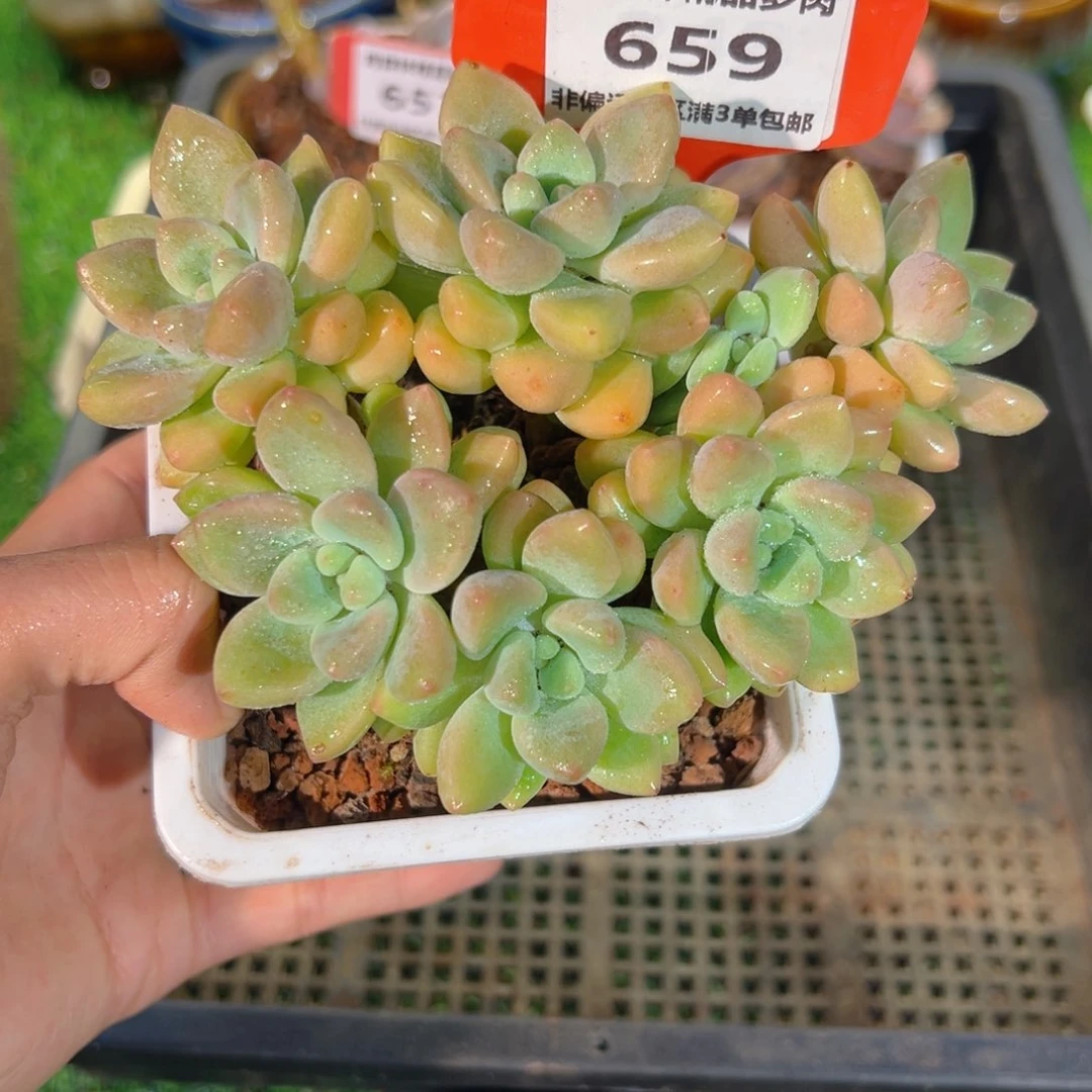 肉森林精品多肉659.