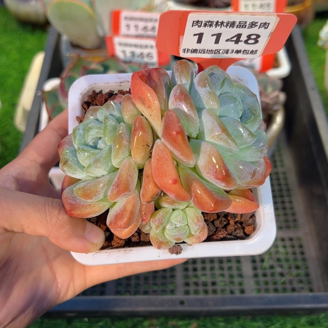 肉森林精品多肉1148.