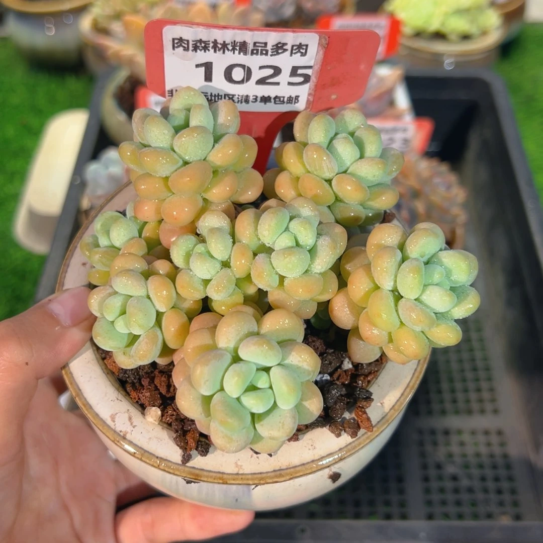 肉森林精品多肉1025.