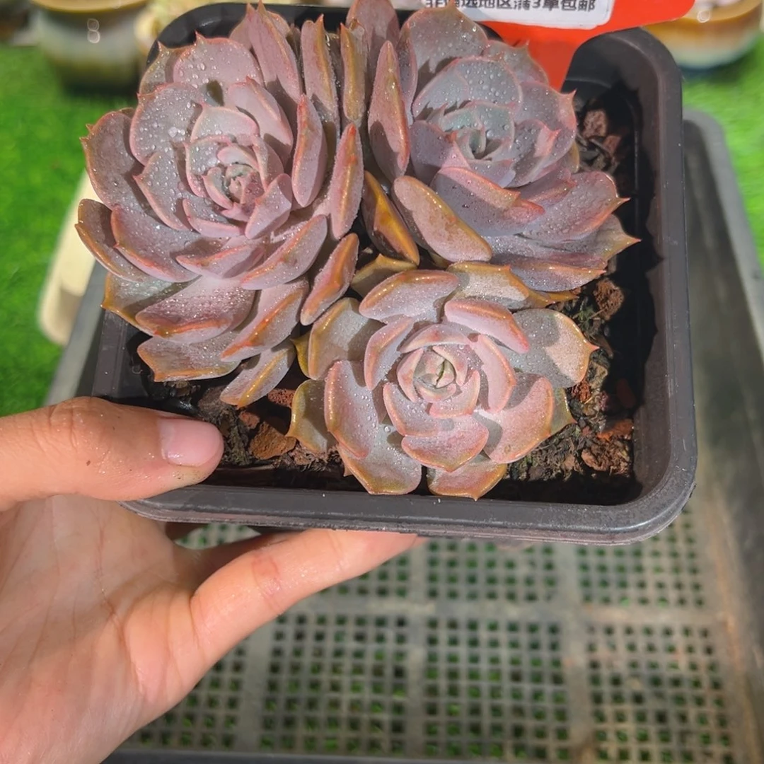 肉森林精品多肉1062.