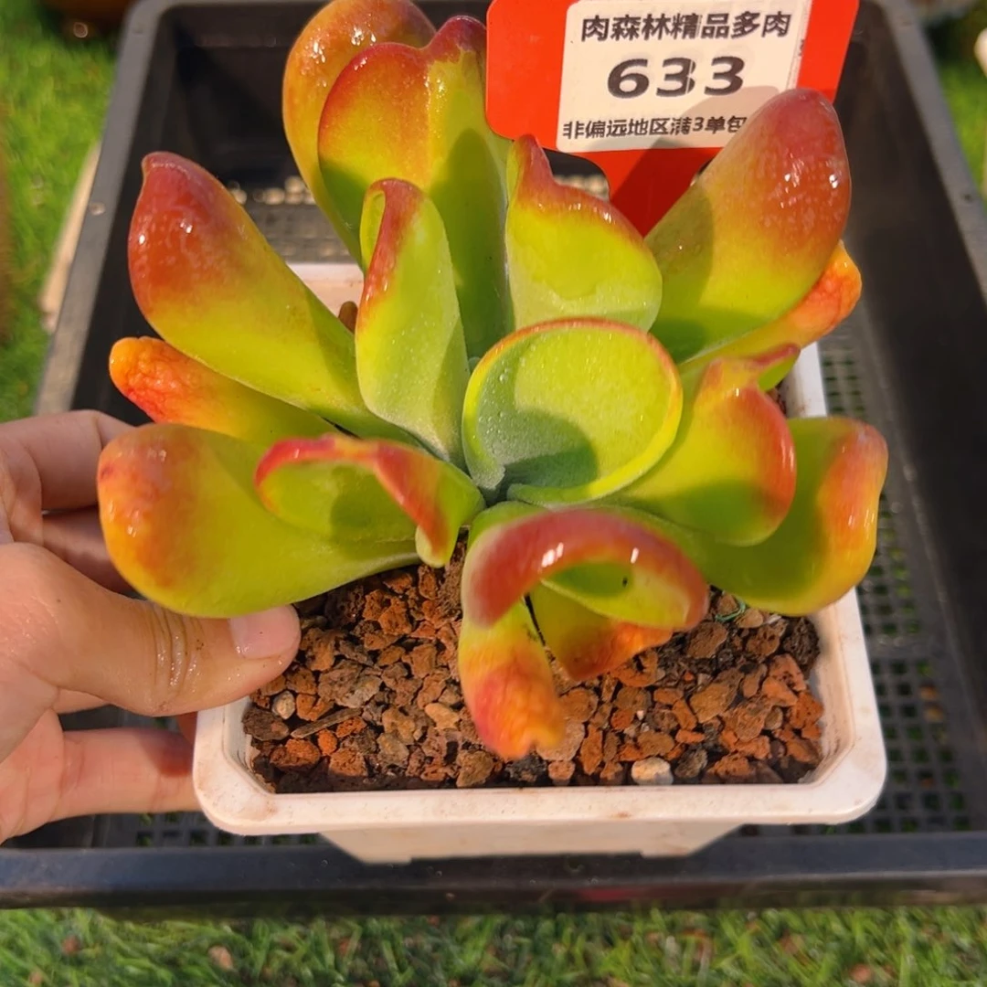 表妹精品多肉633