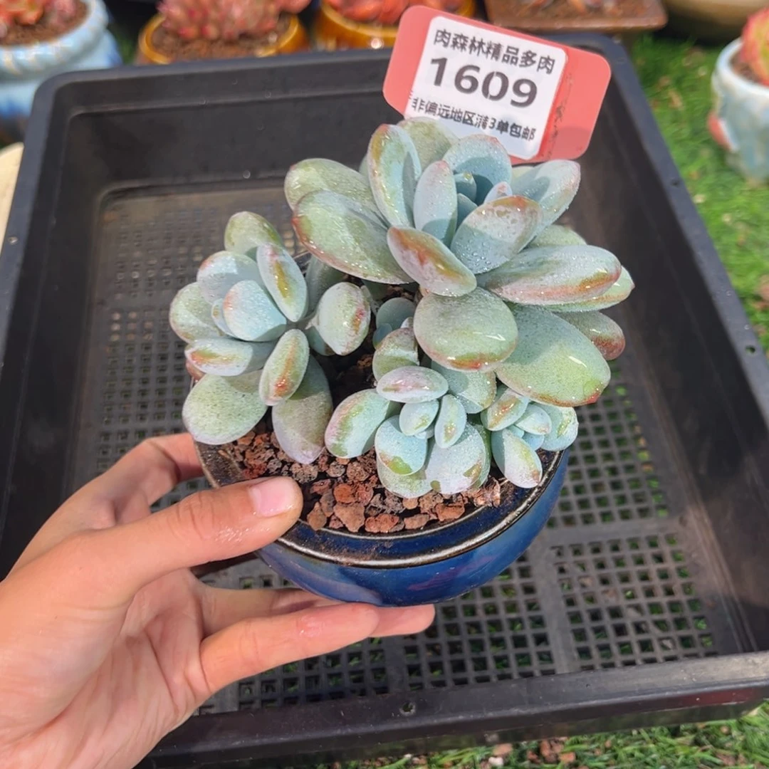 表妹精品多肉1609.