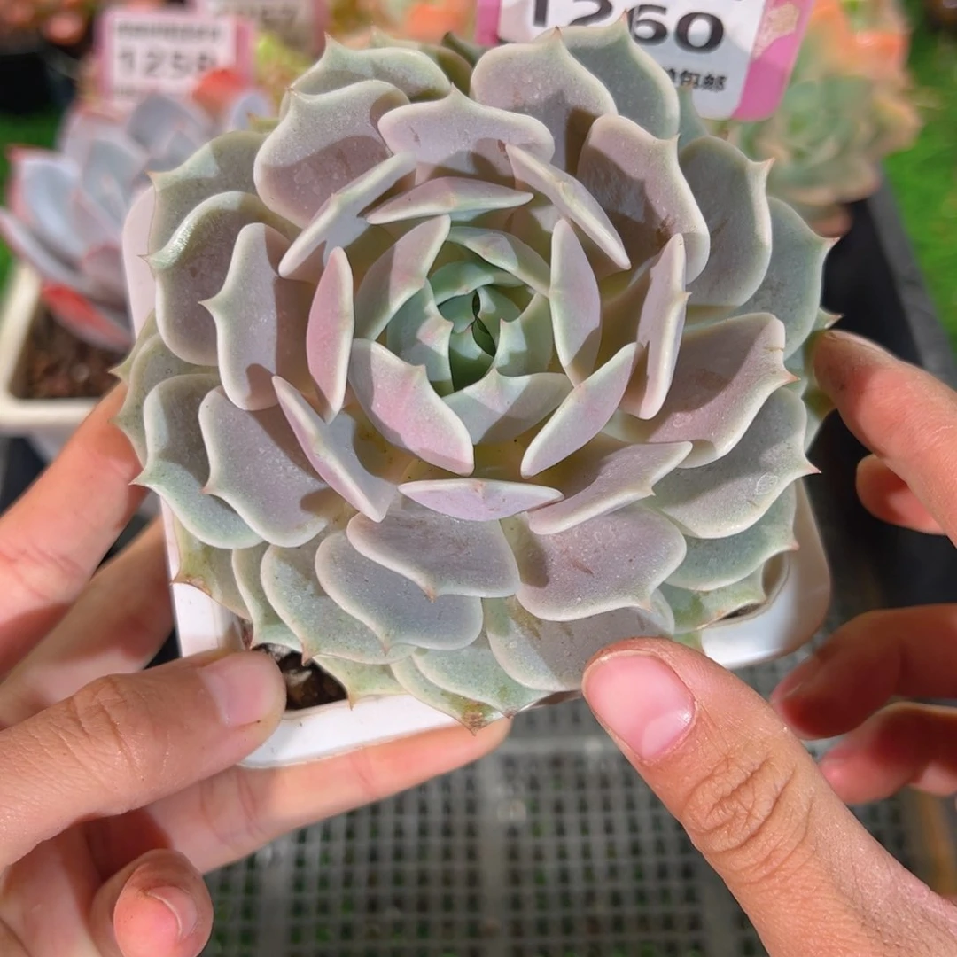 肉森林精品多肉1260.