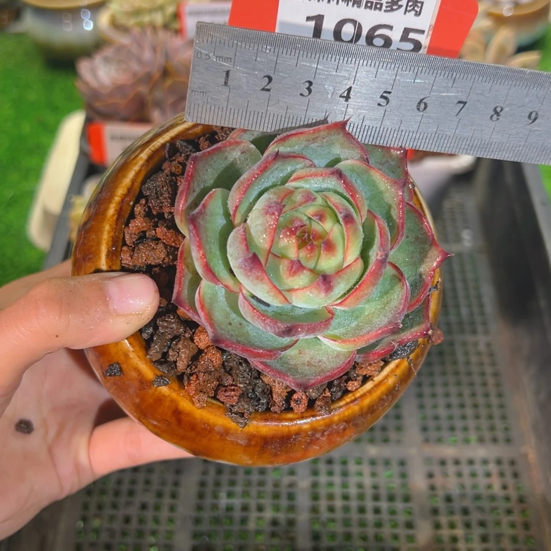 肉森林精品多肉1065.