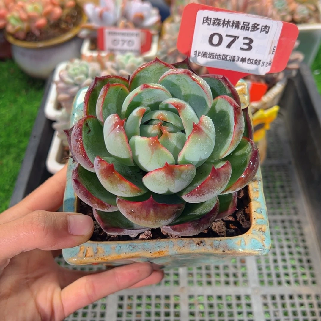 肉森林精品多肉073: