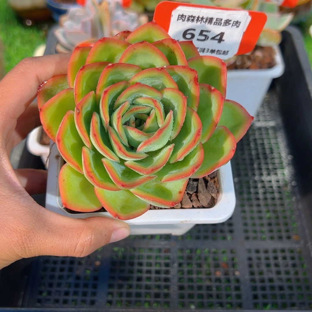 肉森林精品多654.
