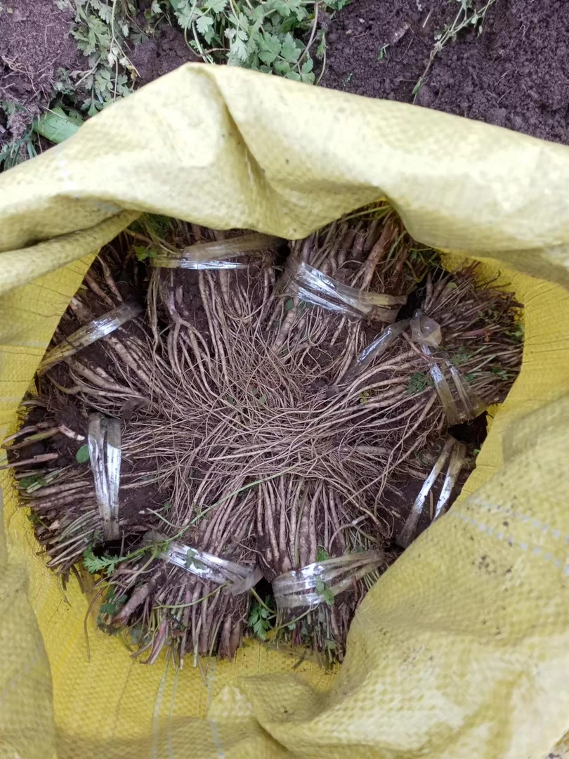 甘肃原产地种植当归苗带土发货可种植可盆栽