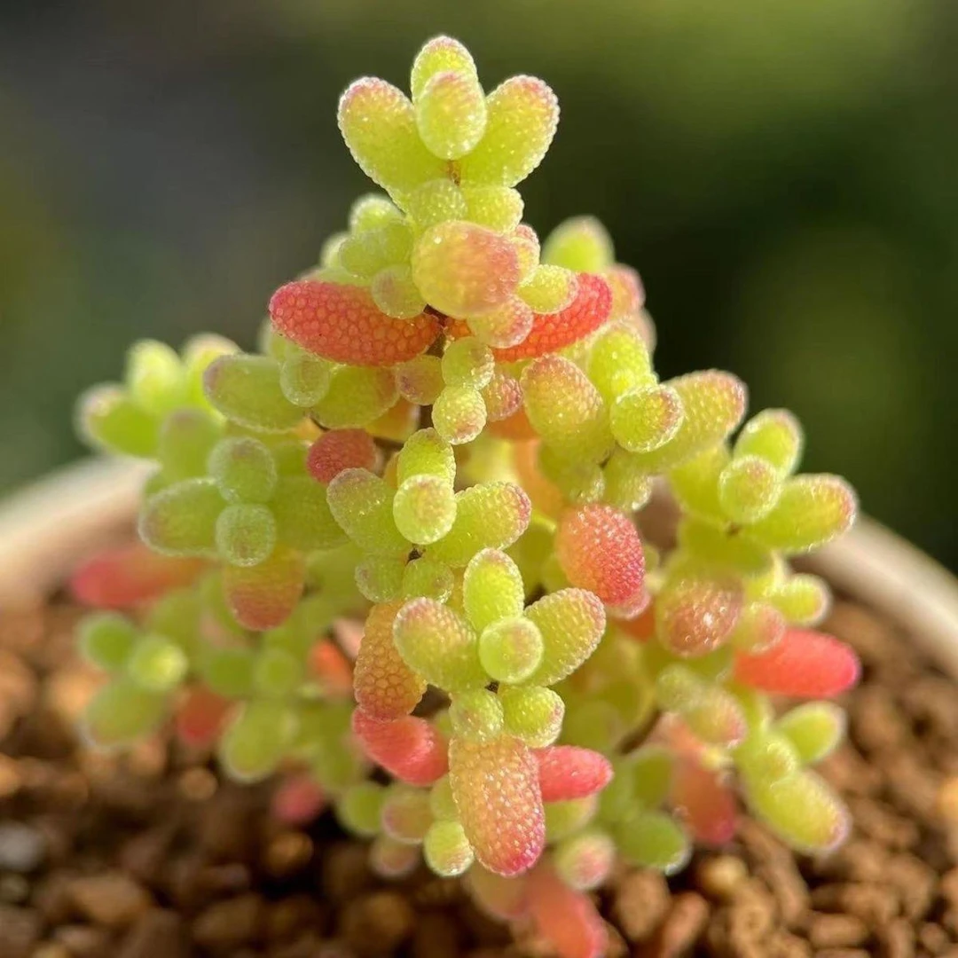 金桔糖球枝干番杏多大植物阳台悬挂好养开花特色绿植稀有老桩群生