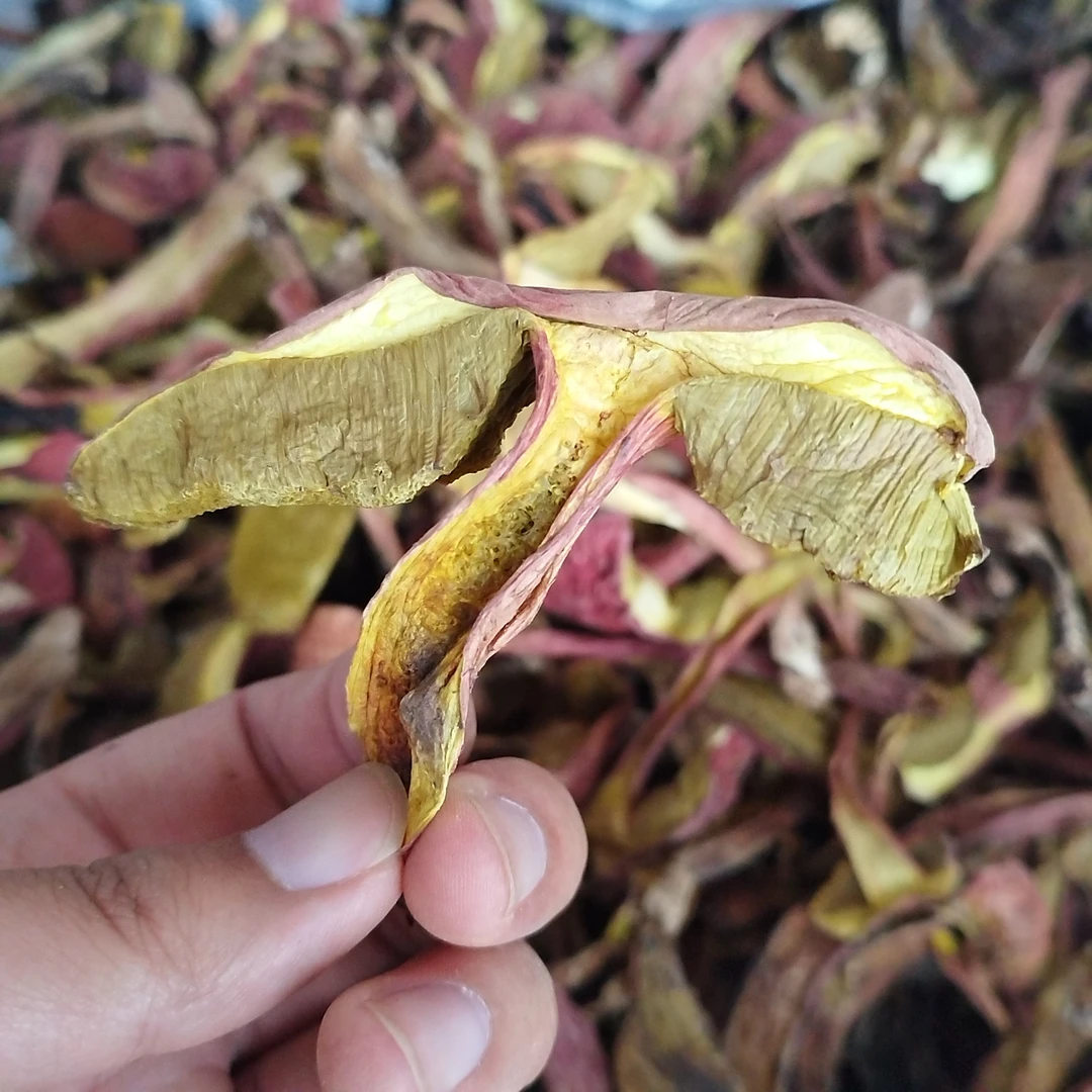 云腾小雅好货推荐【牛肝菌】云南牛肝菌包邮食用菌蘑菇大脚菇牛
