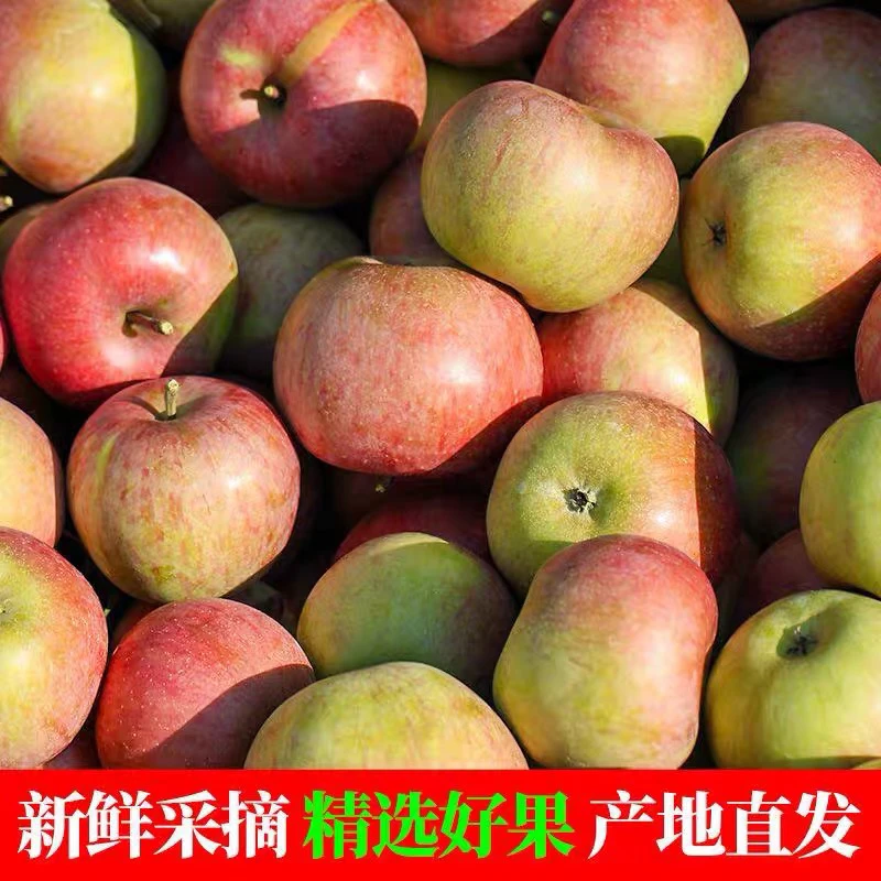 正宗东北特产国光苹果辽南果光苹果酸甜可口当季新鲜水果5斤包邮