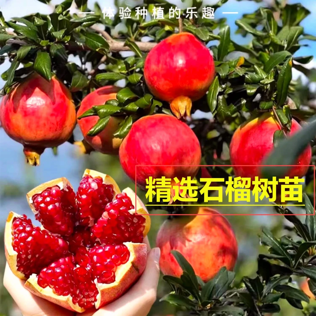 蒙阳红石榴树花盆栽庭院绿植阳台种植石榴树大树苗