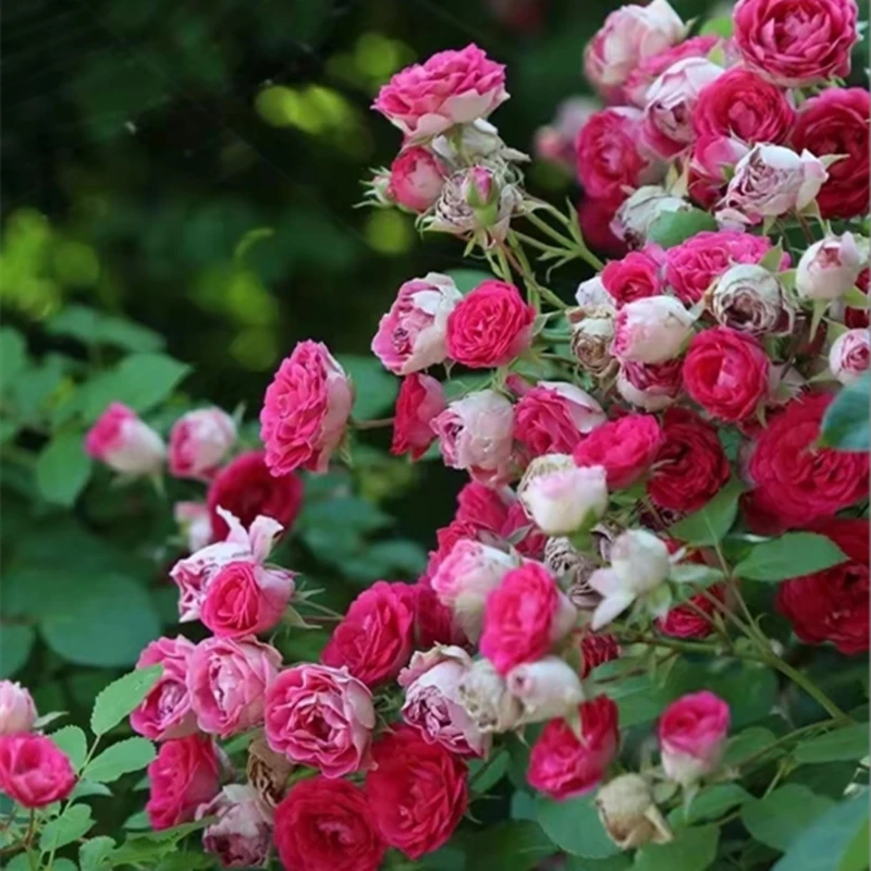 胭脂扣爬藤月季大苗藤本蔷薇花苗庭院阳台盆栽攀援多头玫瑰花四季