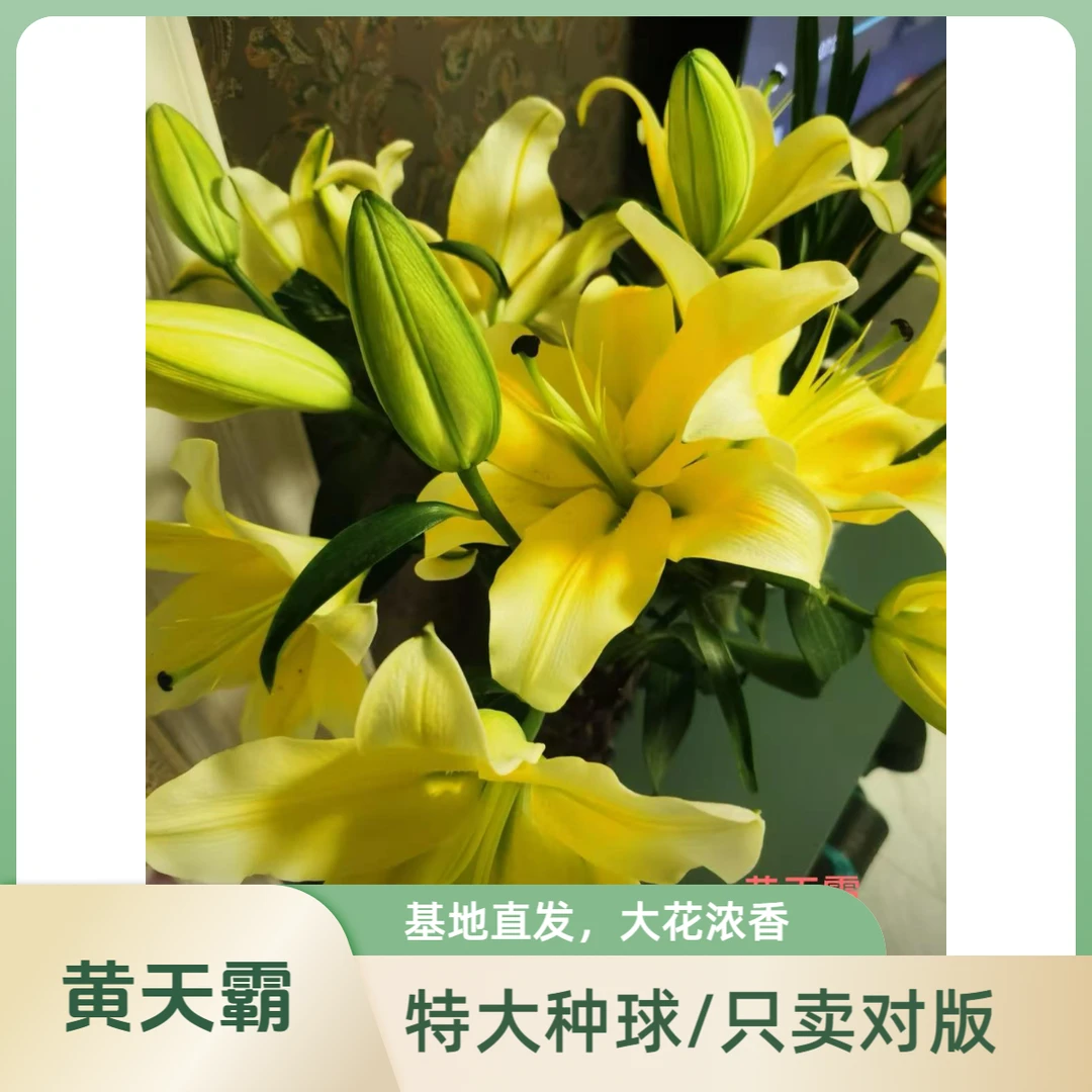 【买三送一】20+黄天霸 香水百合 室内 阳台单瓣多头 四季可种植