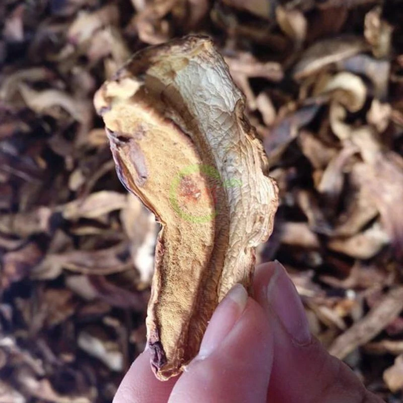 野生美味黄牛肝菌干货云南特产美食菌菇100g精选食用菌干香菇包邮