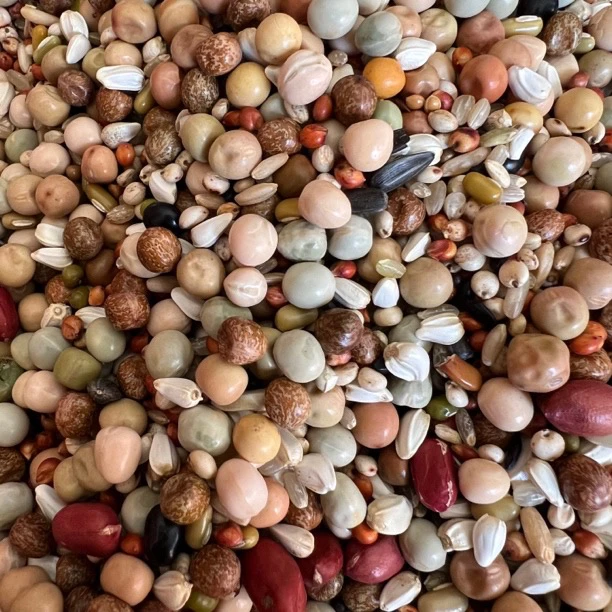 幼鸽A级无小麦，无玉米鸽粮，含有18种粮食