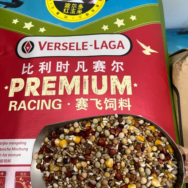 凡赛尔比利时凡赛尔ji品赛飞红玉米鸽