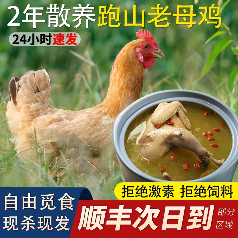 华容正宗农村跑山鸡土鸡农家散养活鸡新鲜现杀整只3斤左右
