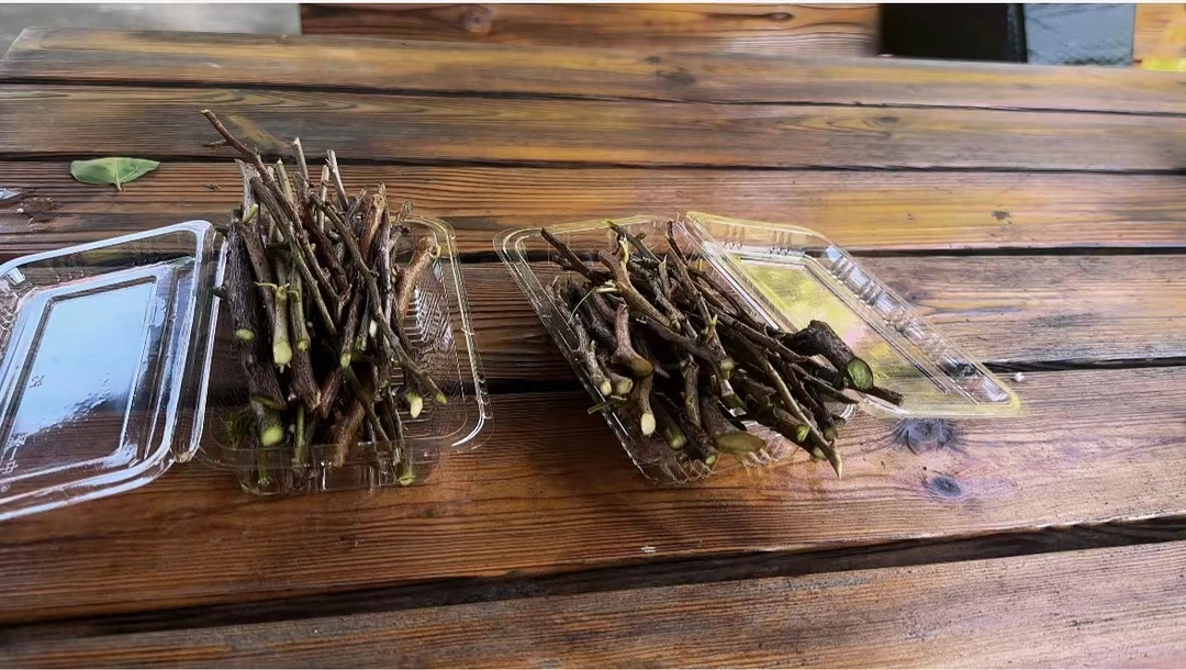 三角梅宠粉福利，枝条细能接受再拍