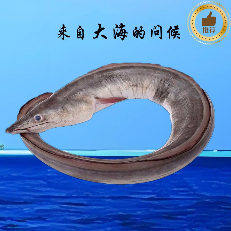138鳝鱼/七星鳗鱼 价格重量直播间现场定为准 看好下单