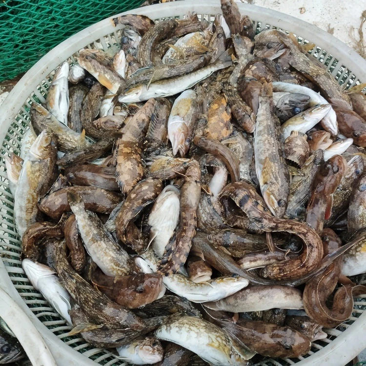福利小杂鱼-当潮海鲜,顺丰包邮