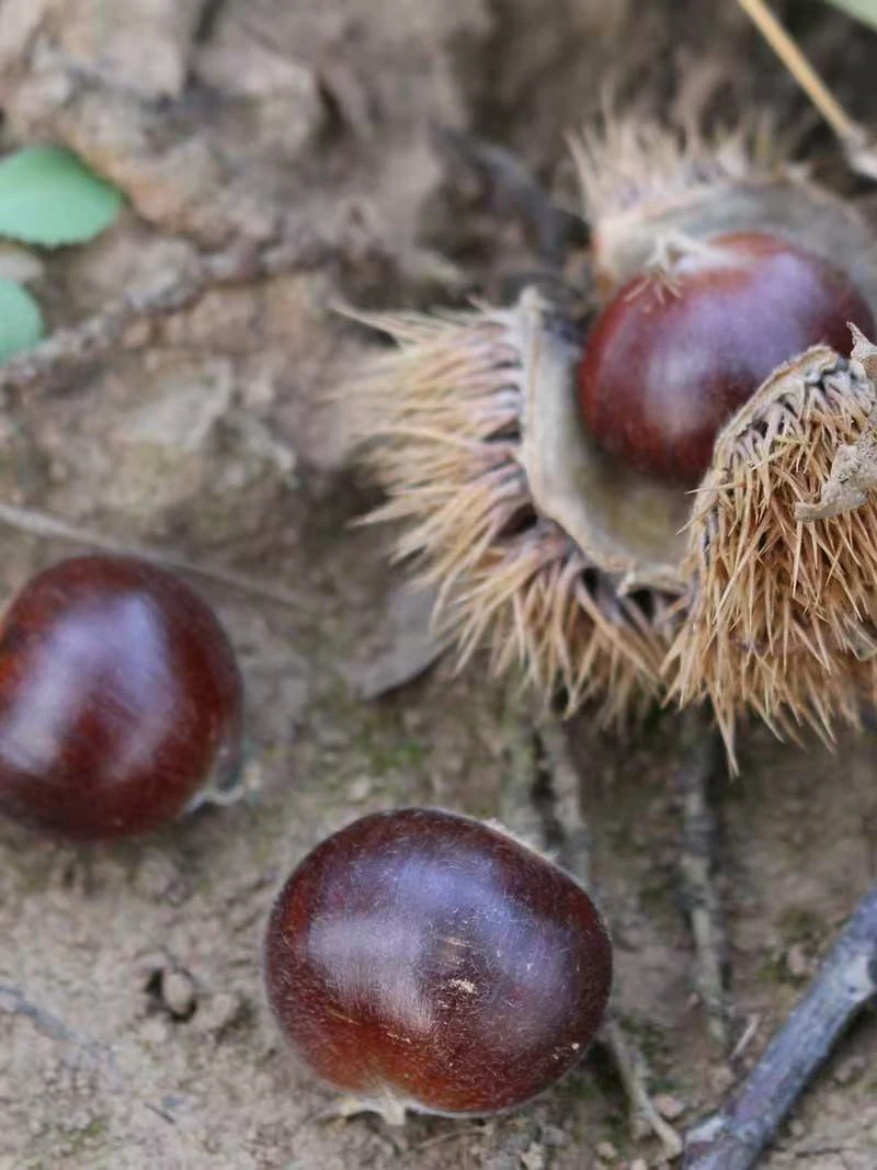 云南山货//板栗//现发现收