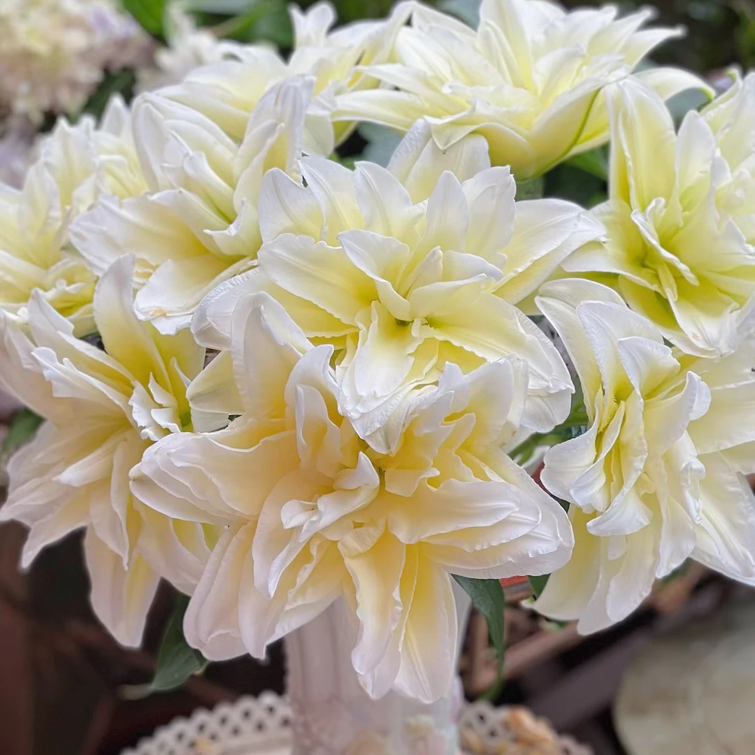 云南木木花卉伊凡娜 稀有重瓣百合花 小众精致办公室家居装饰鲜切
