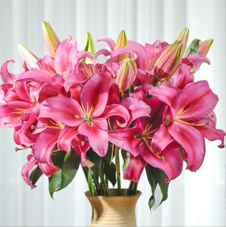 红色百合花  大花型 香味浓郁 办公室家居水养的鲜花瓶插轻松养护