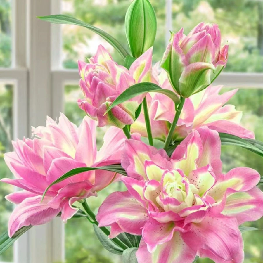 云南木木花卉幸运天使 高贵淡雅重瓣百合 办公室送礼水养家居电视