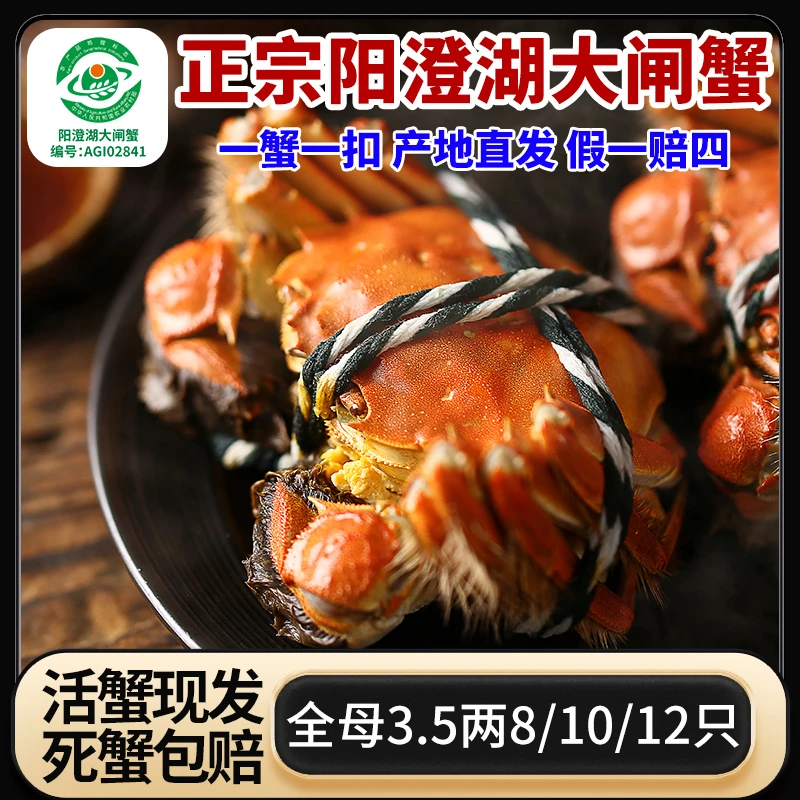 【阳澄湖大闸蟹】全母3.5两8/12只高标准塘养金标蟹鲜活现捞礼盒装