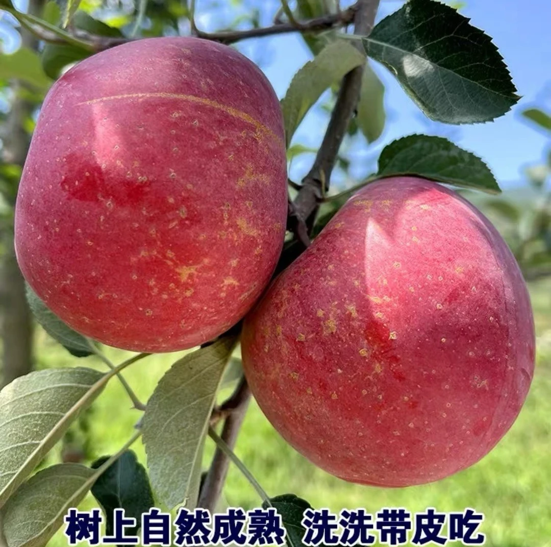 云南昭通冰糖心丑苹果5斤装包邮坏果包赔新鲜当季水果高原苹果