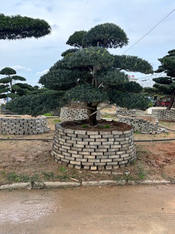 精品造型罗汉松庭院别墅首选四季常青 一千定金